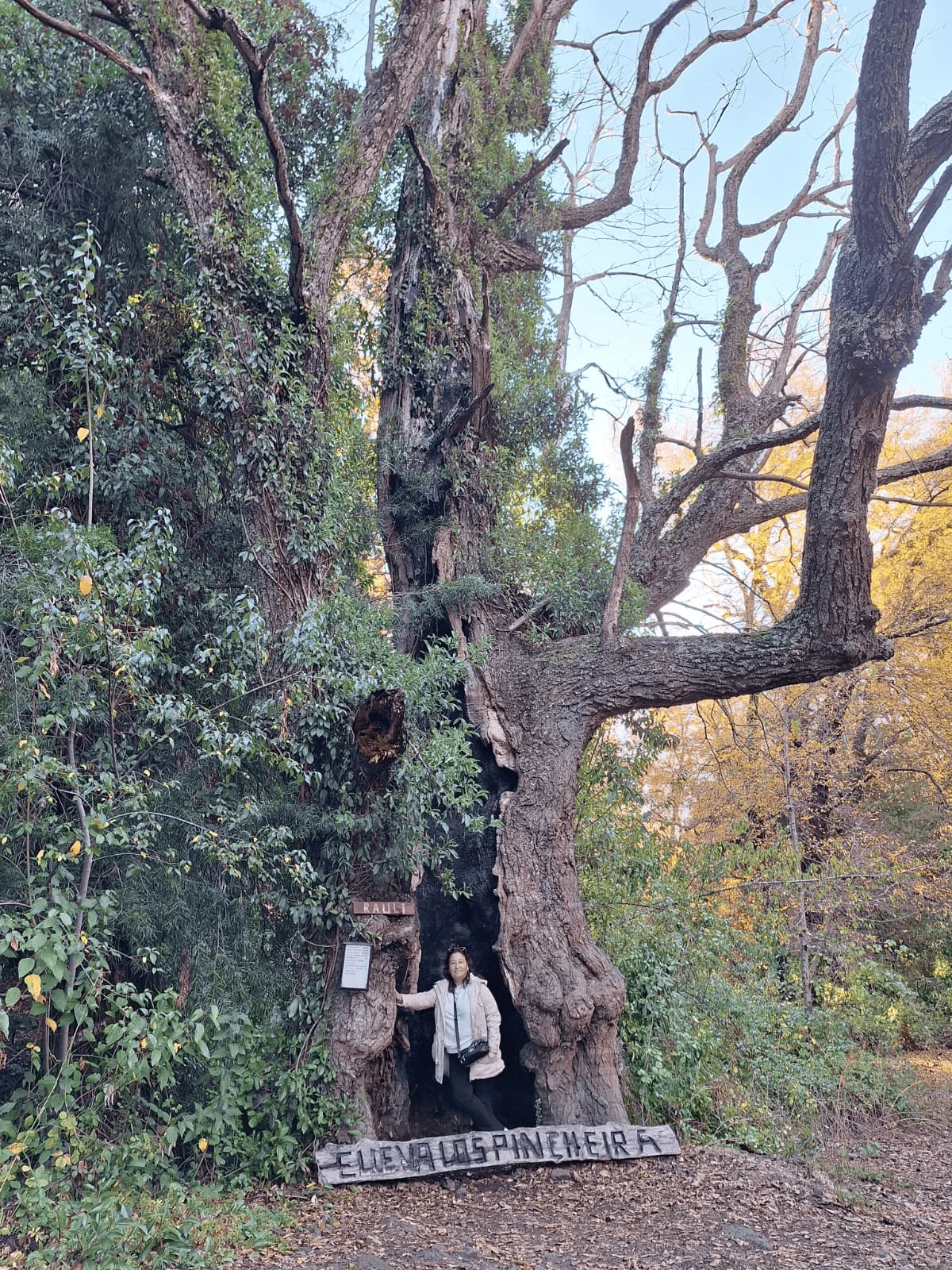 Galería Buses Castillo 8